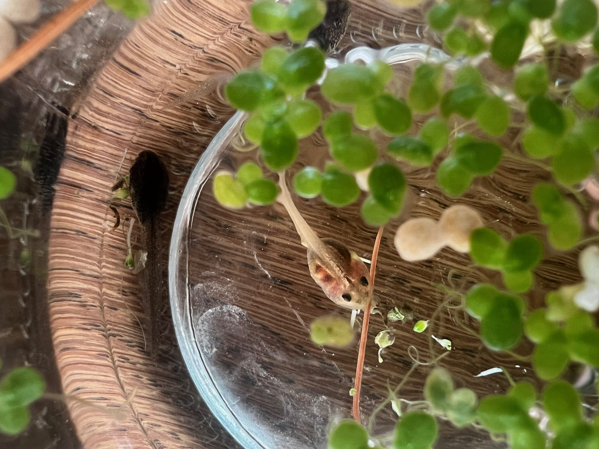 Albino tadpole