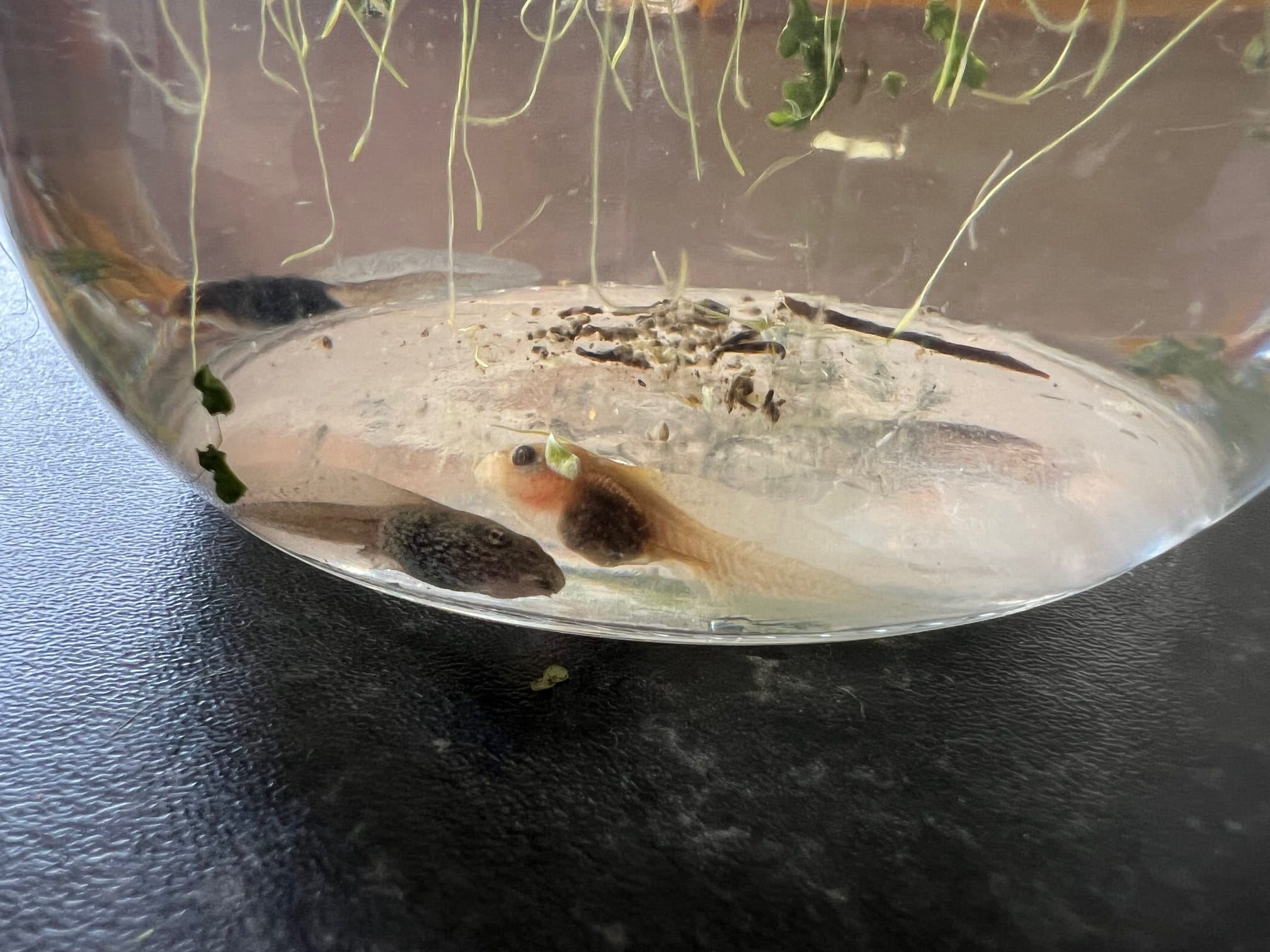 Albino tadpole