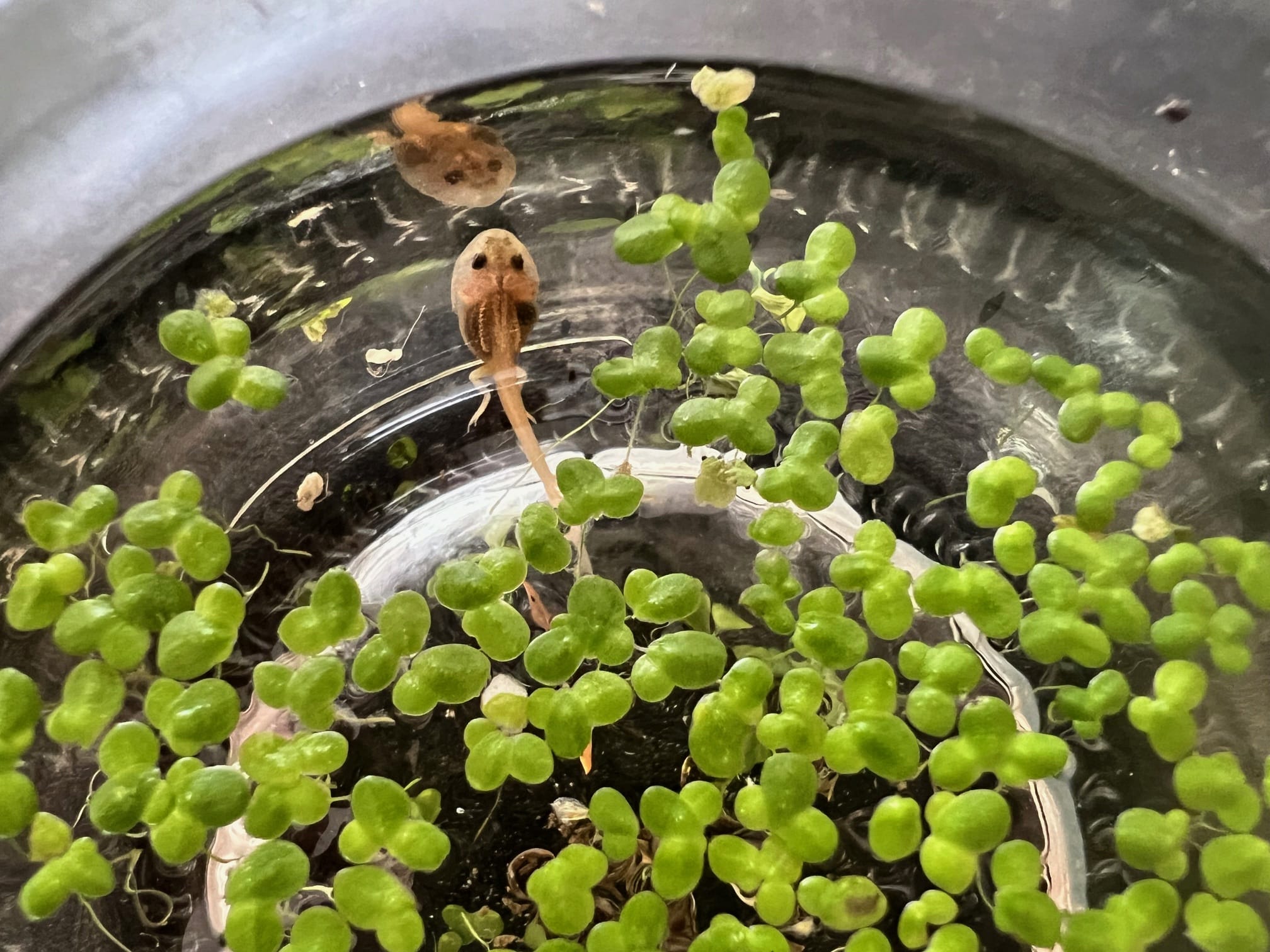 Albino tadpole