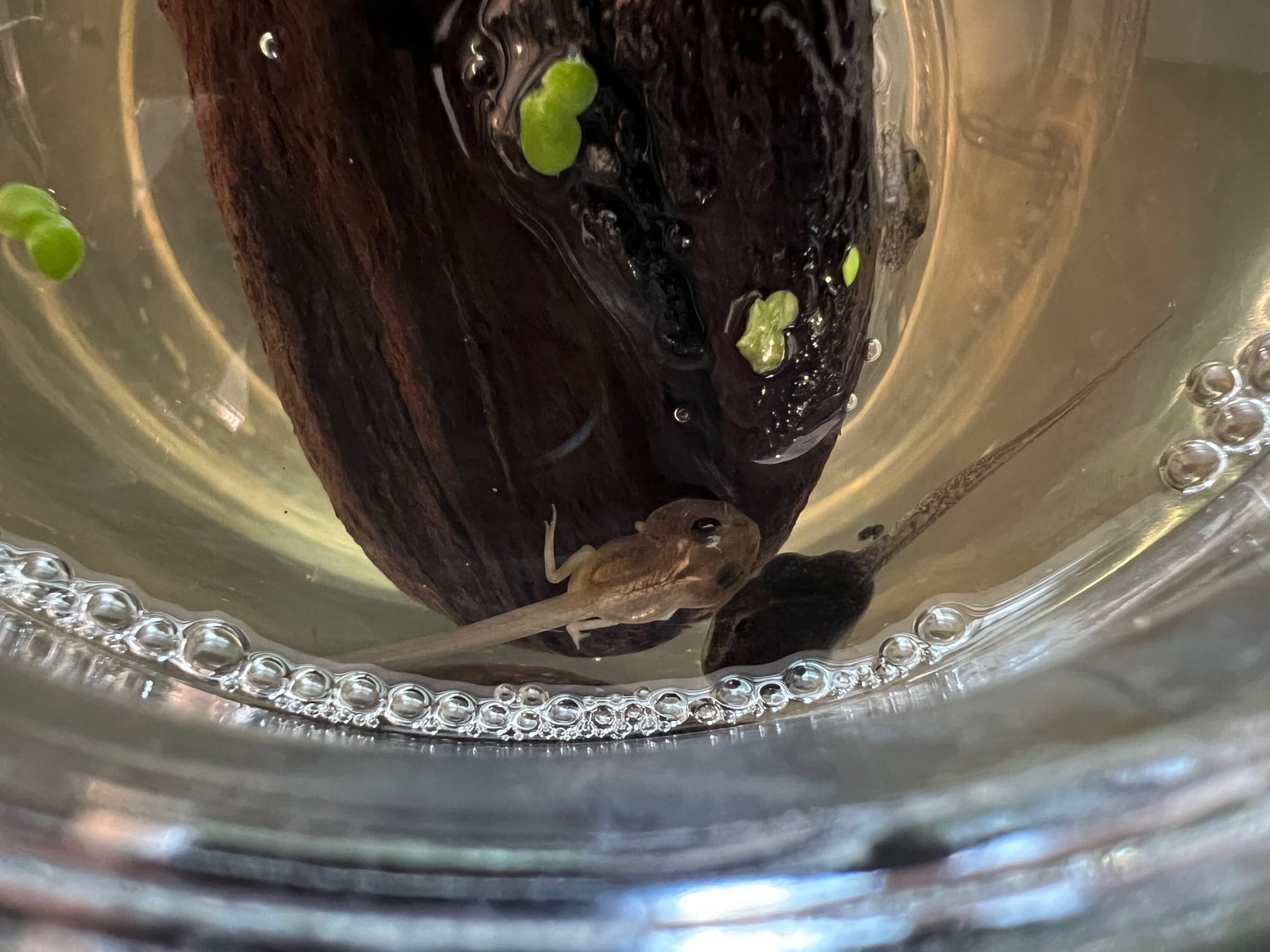 Albino tadpole