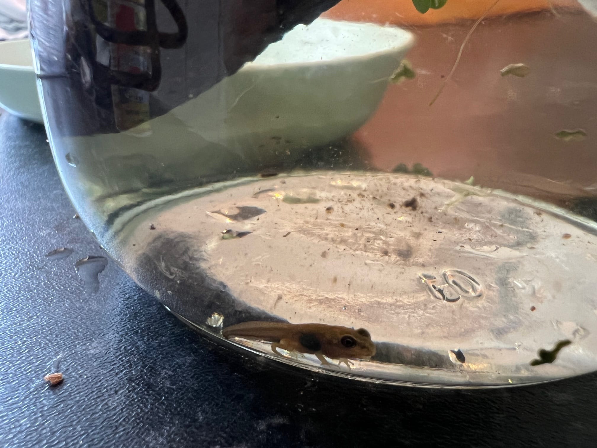 Albino tadpole with two arms, two legs and a tail