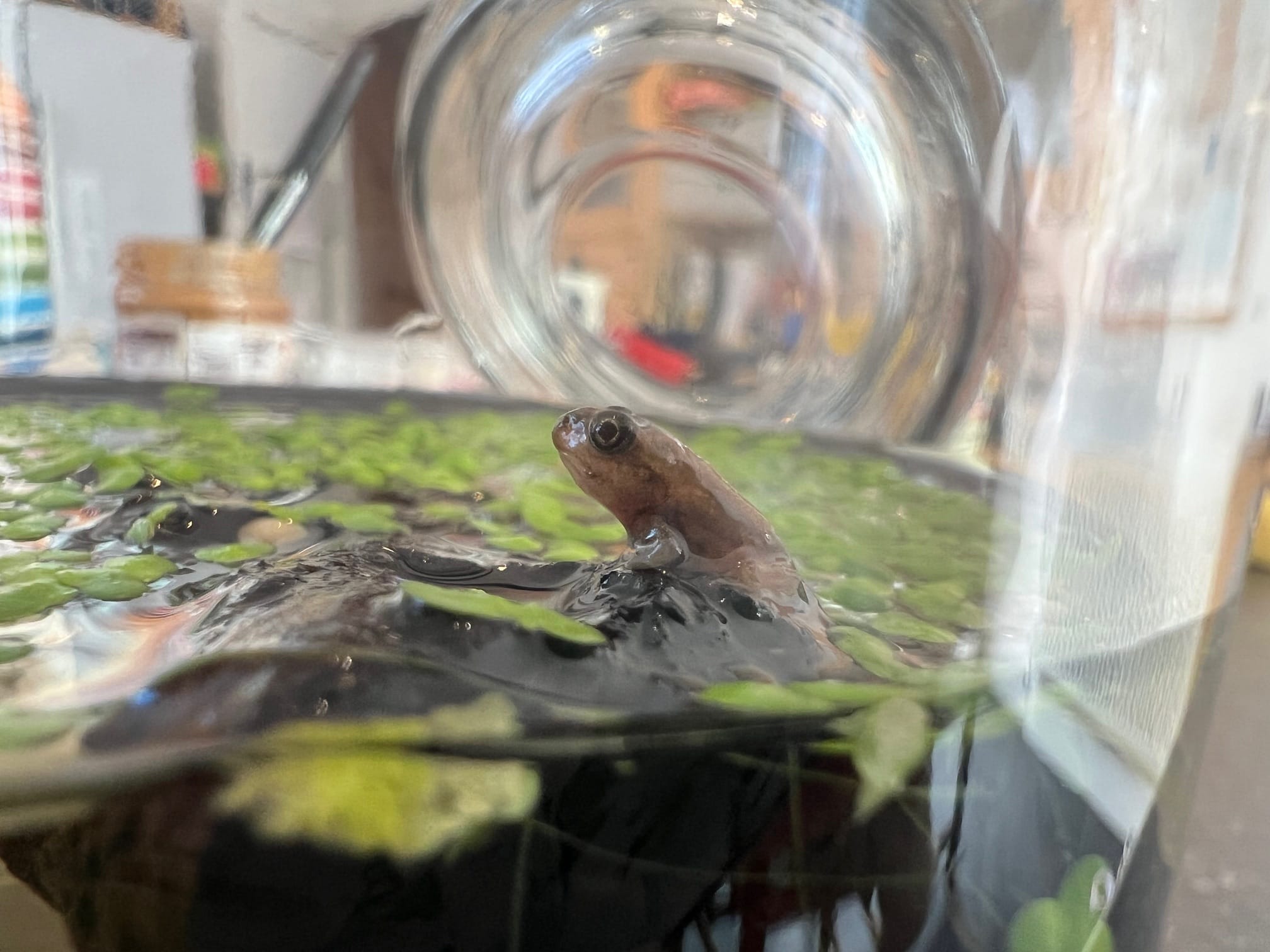 Albino froglet on a bit of driftwood in a jar