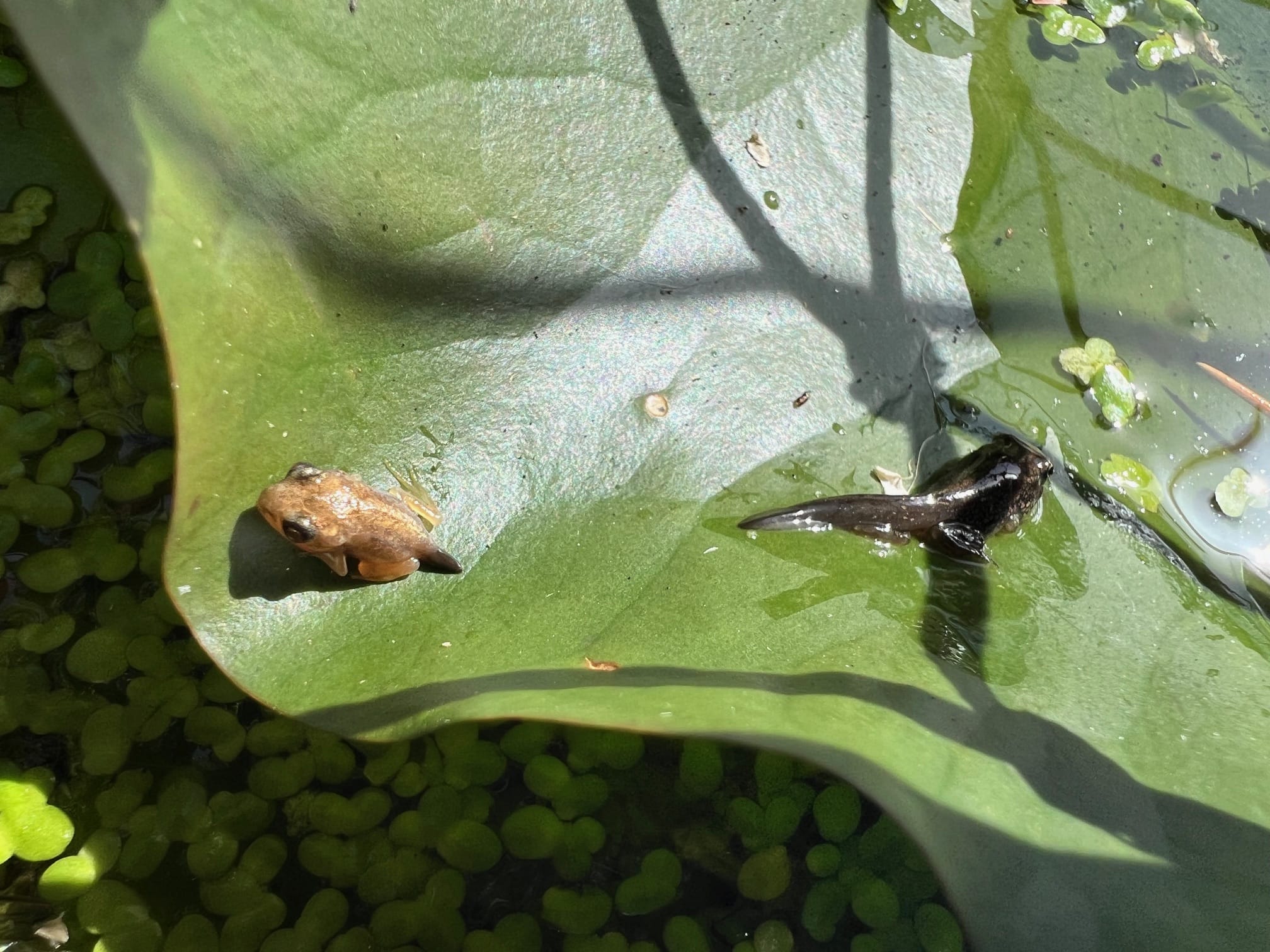 Albino froglet in pond on lilypad with regular coloured froglet