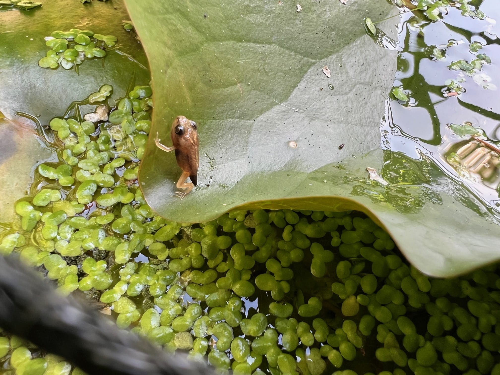 Albino froglet in pond on lilypad