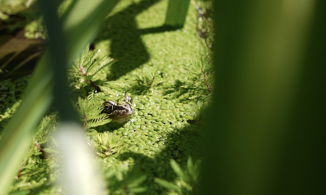 frog