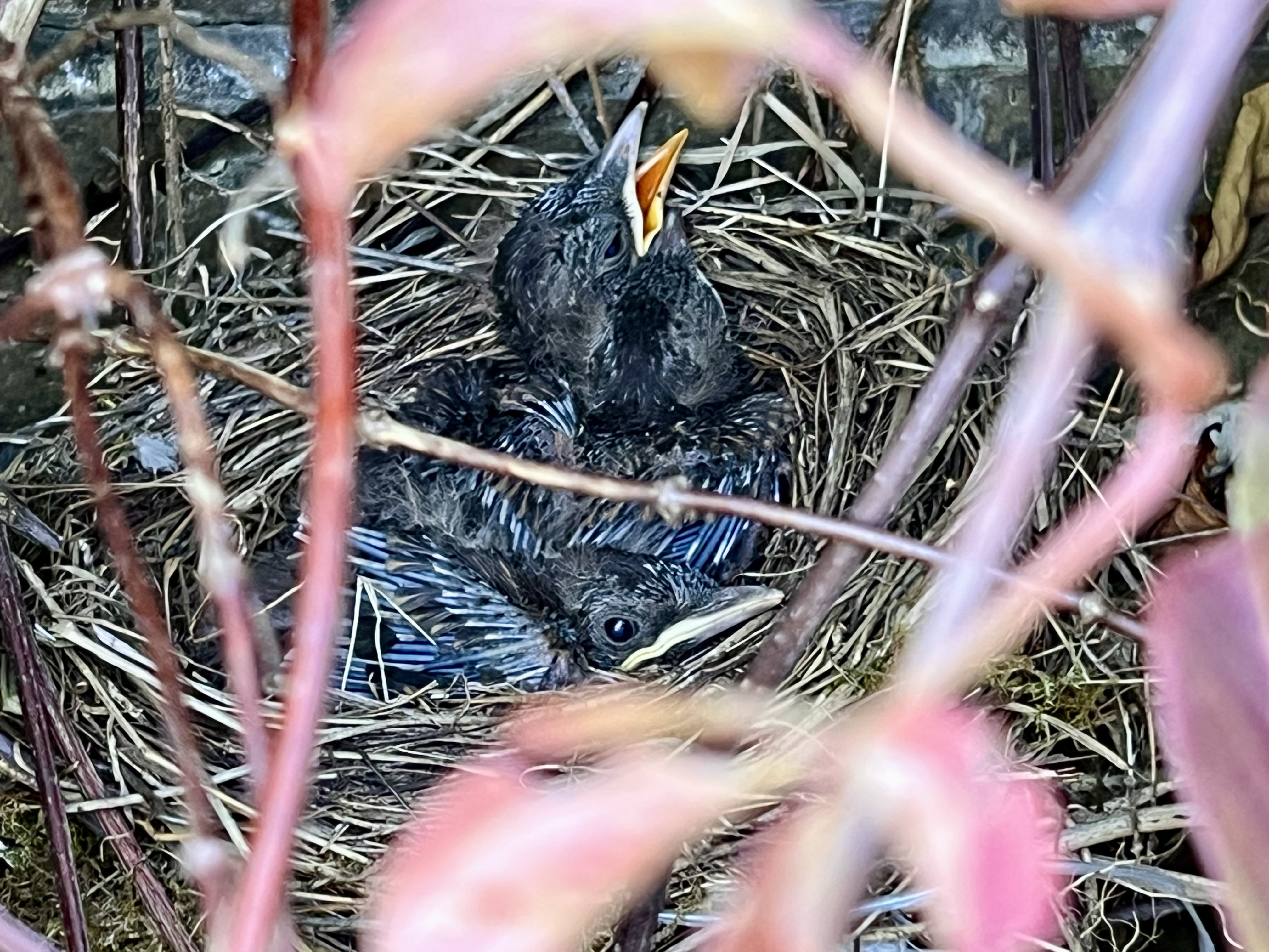 Baby birds
