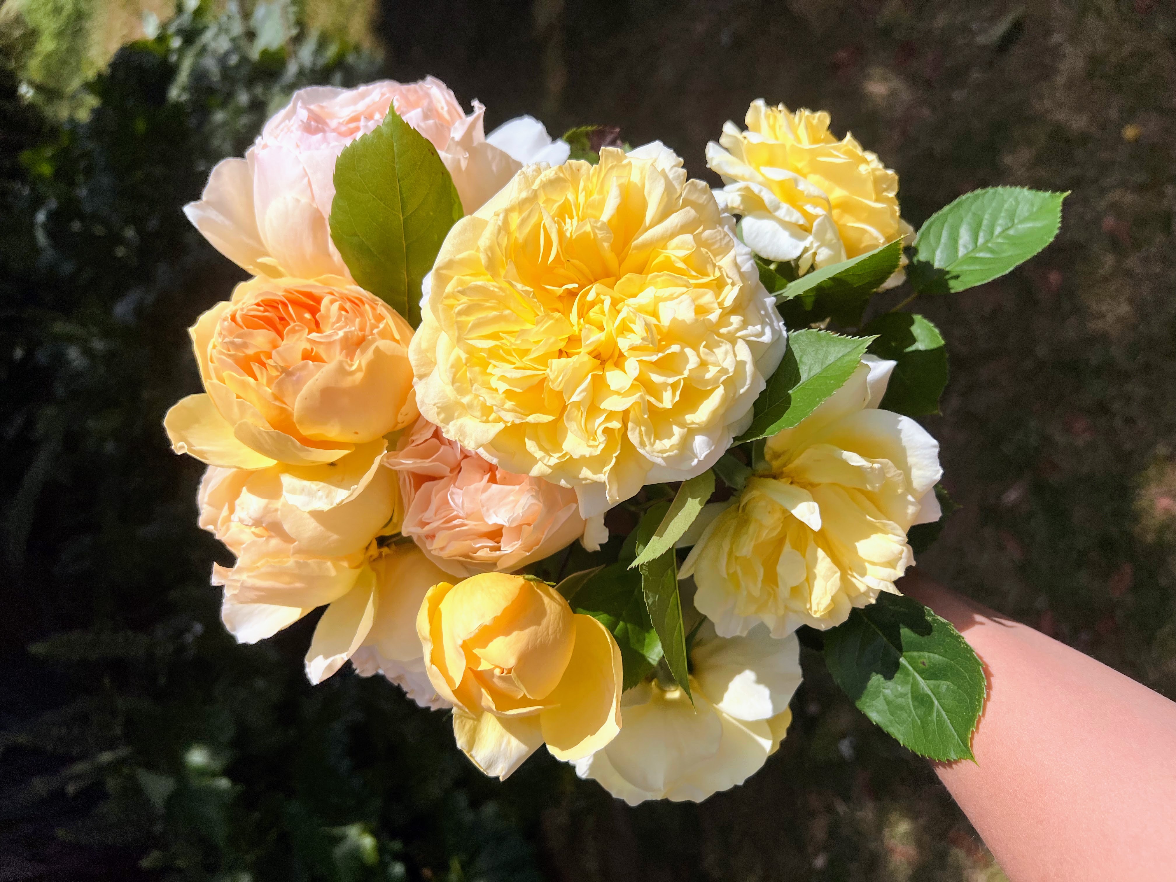 Roses from the garden