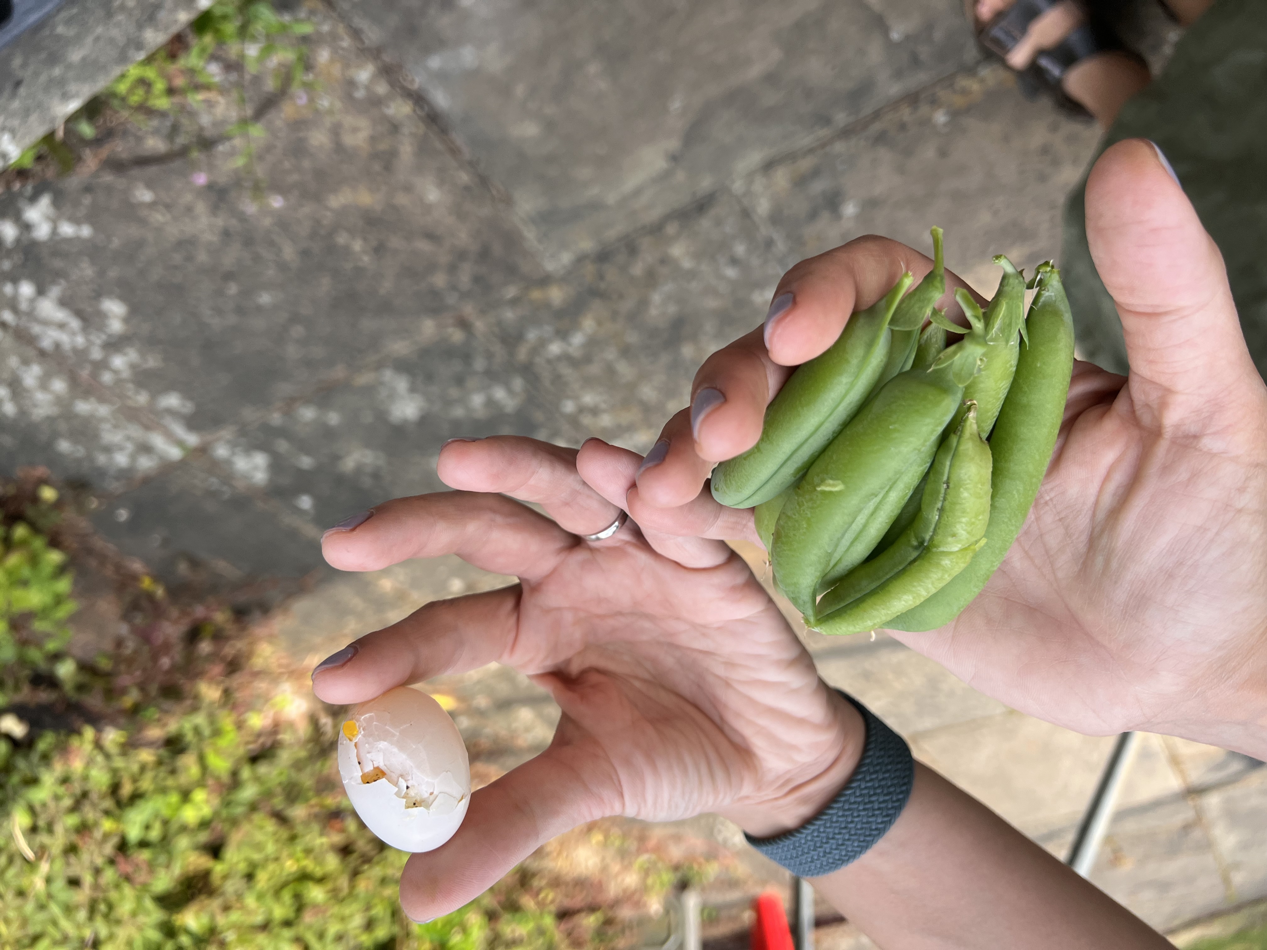peas and a pigeon egg
