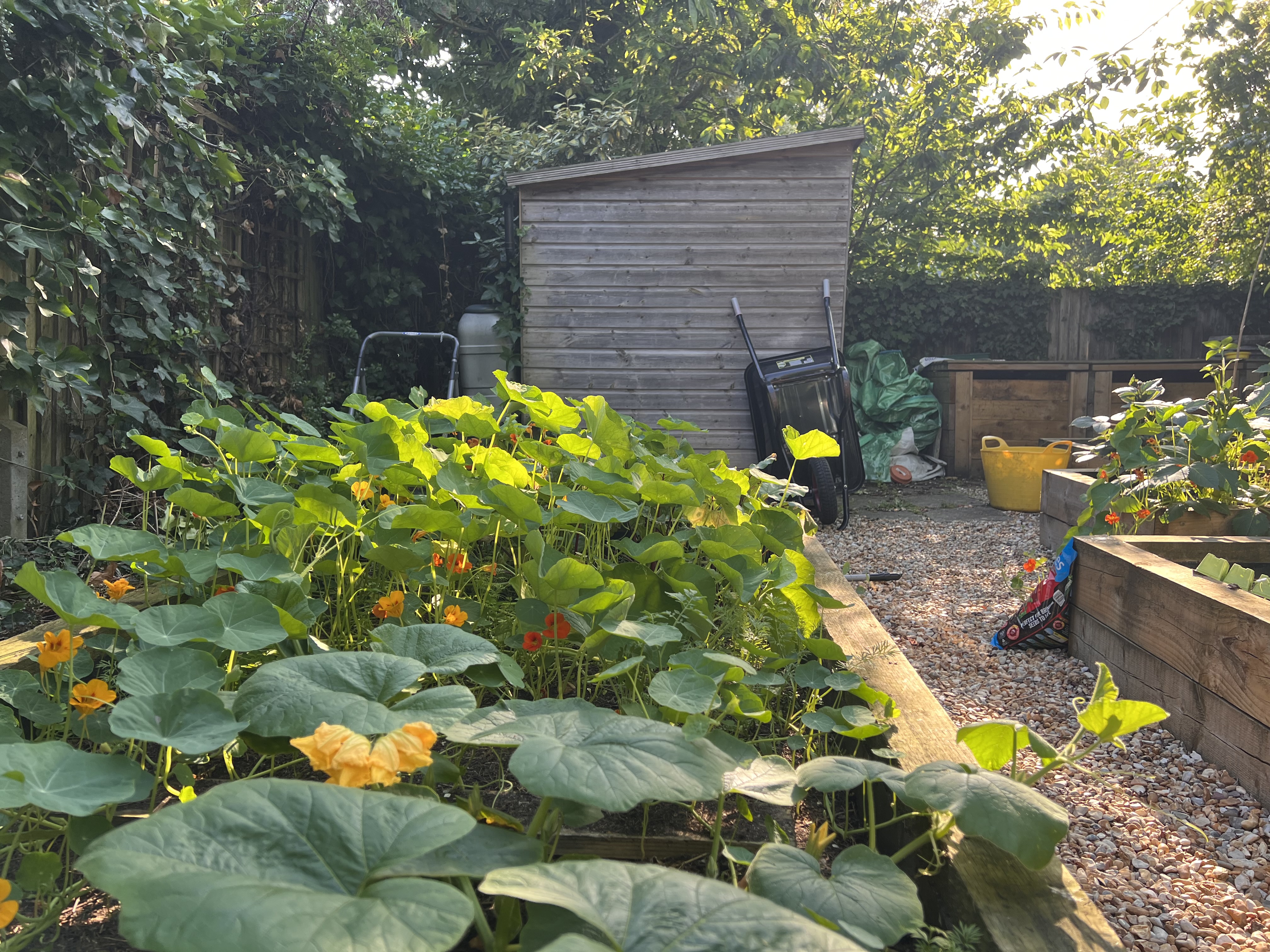 veg patch