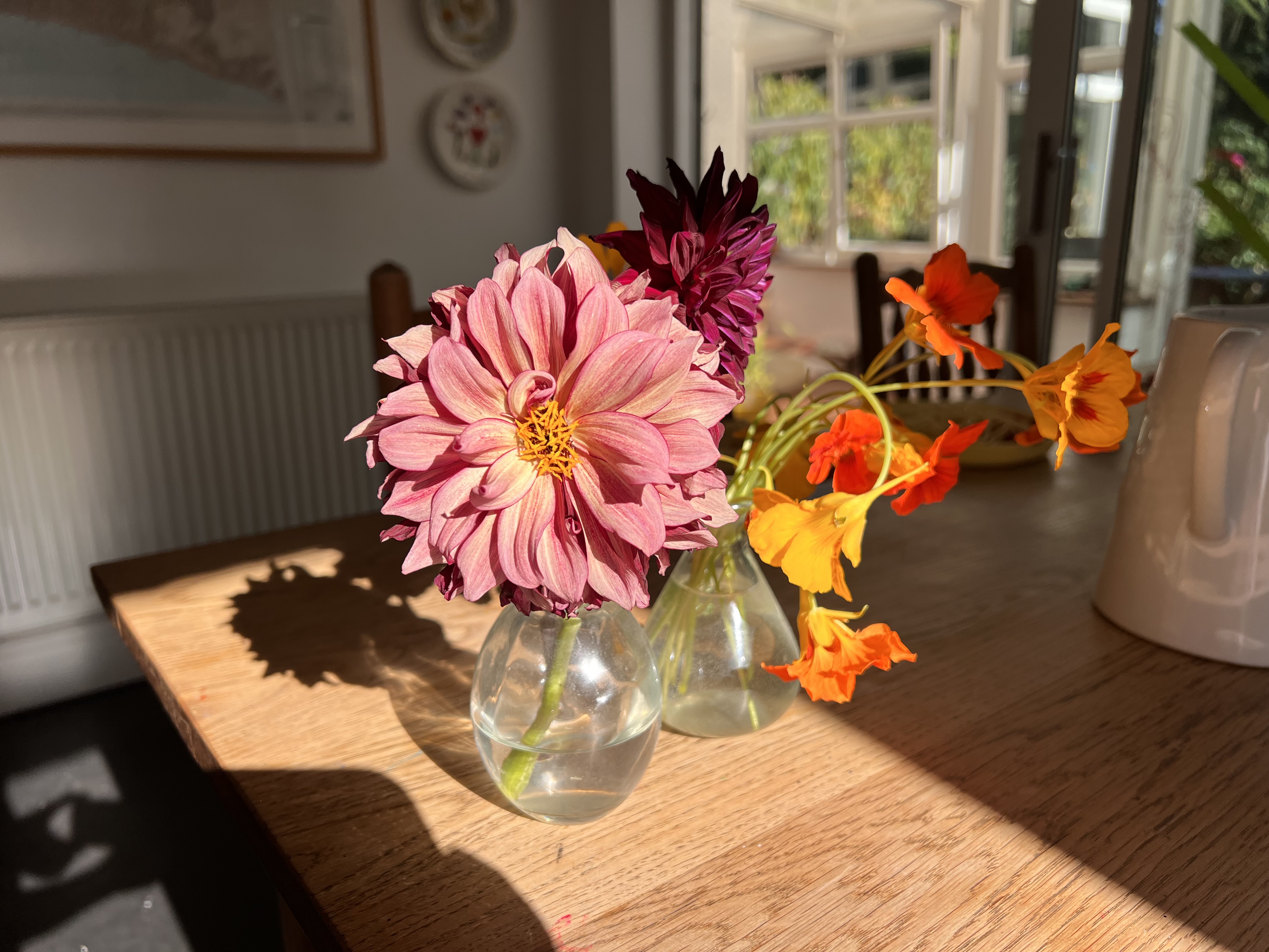 Dahlias and Nasturtiums