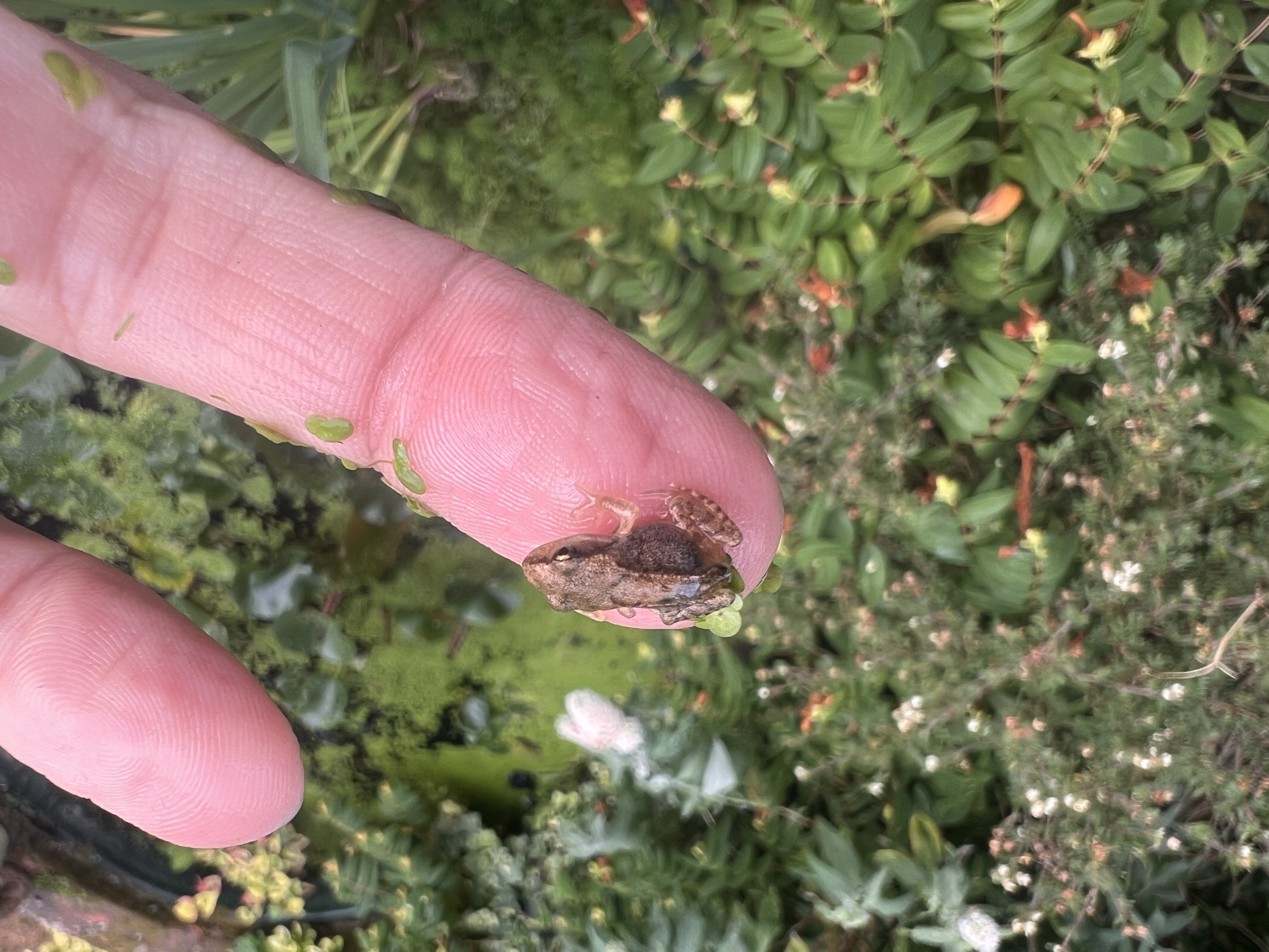 Tiny frog