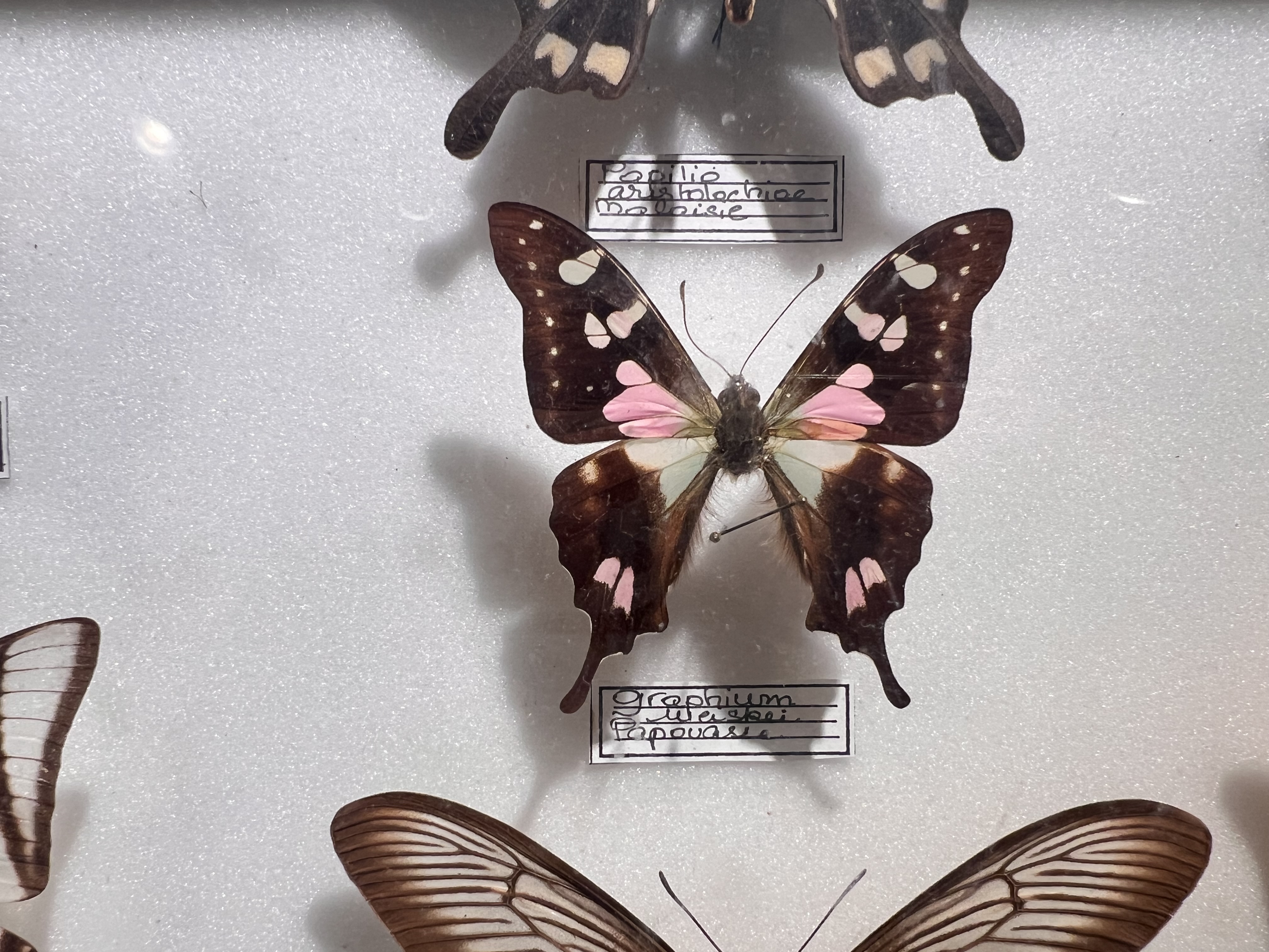 The purple swallowtail