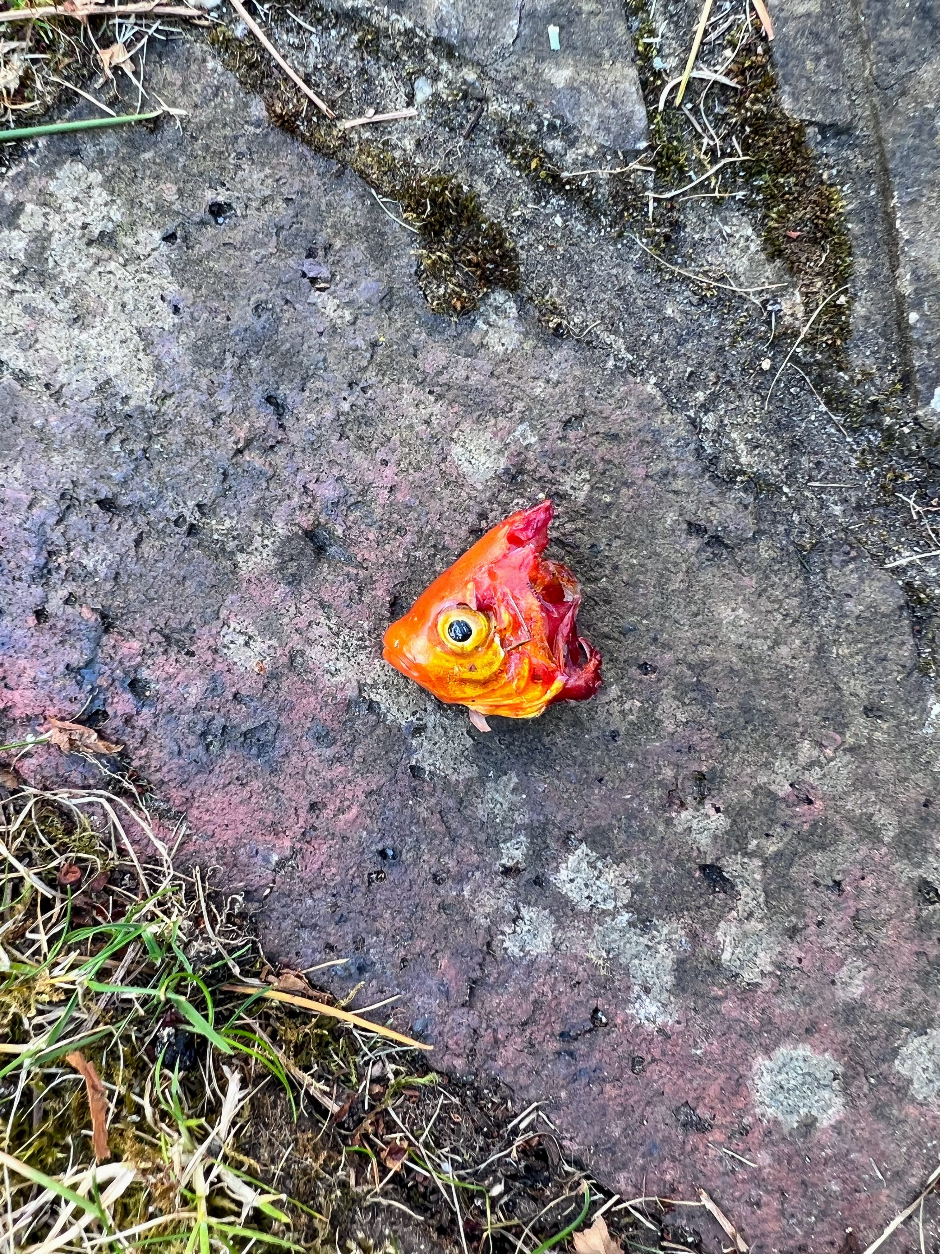 A severed goldfish head on a patio