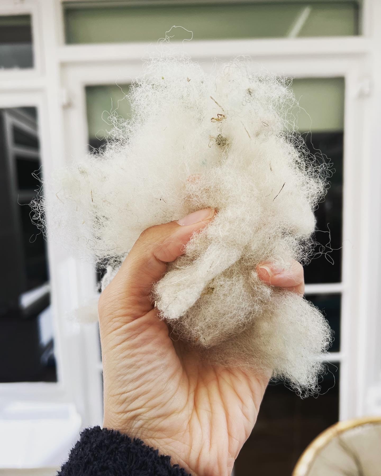 Washed, carded wool